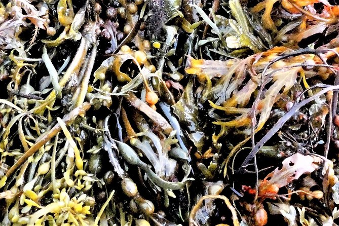 Abalone farm tour and tasting with coastal seaweed walk. Guided. 2 hours - Is $108.79 a fair price?