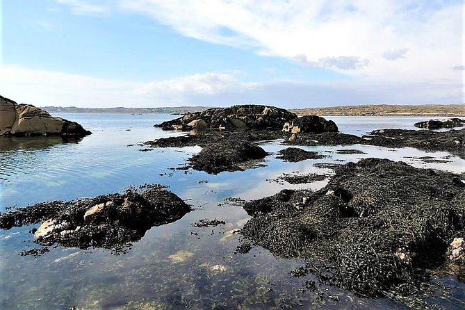 Abalone farm tour and tasting with coastal seaweed walk. Guided. 2 hours - The strongest reasons to go