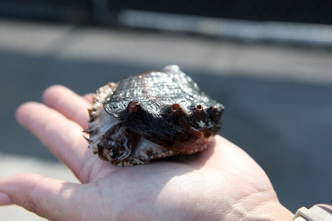 Abalone Farm Tour - Holding abalone and seeing the details up close