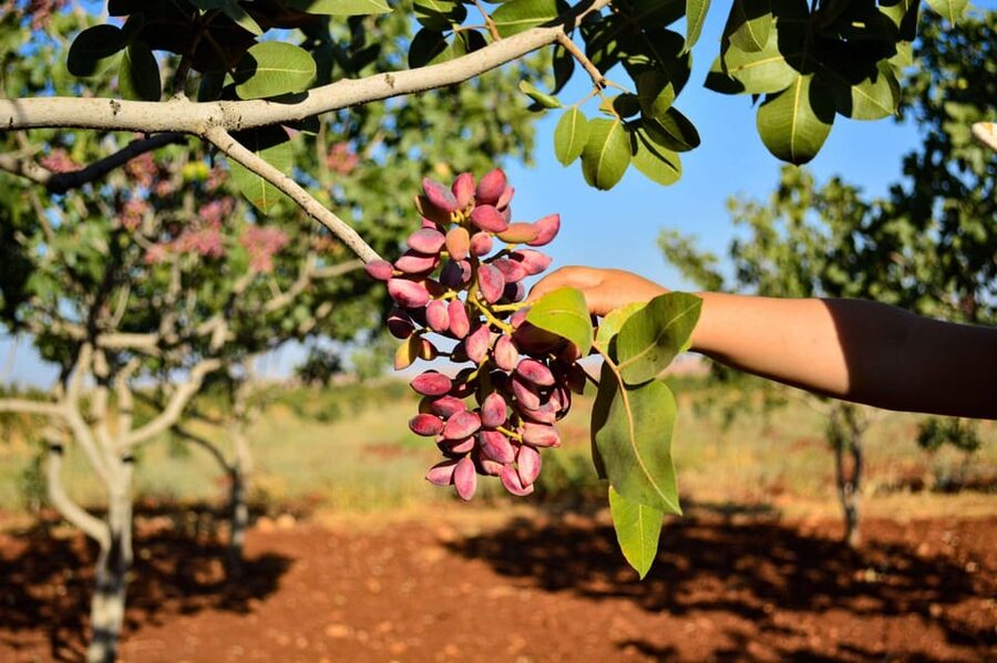 Aegina: Organic Pistachio Orchard Tour with Factory Visit - Is $53 a fair price for two hours?