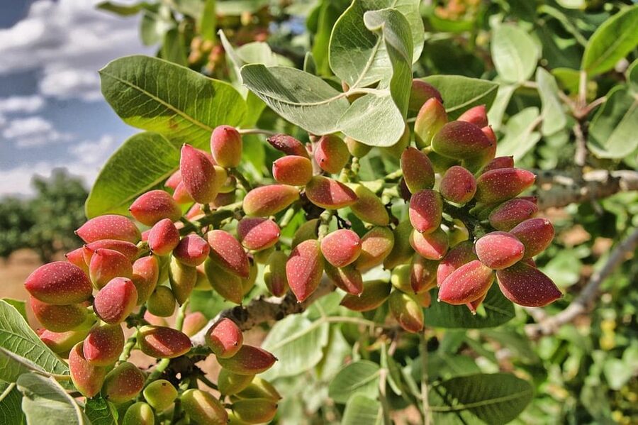 Aegina: Organic Pistachio Orchard Tour with Factory Visit - Should you book the pistachio tour?