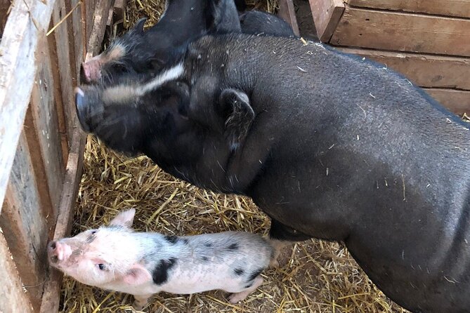 Agriaperitivo in a 3-Hour Farm Activities in Ugento - What this Ugento farm experience really is