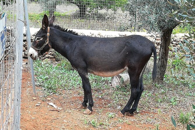 Agriaperitivo in a 3-Hour Farm Activities in Ugento - Is $29.09 a fair price?