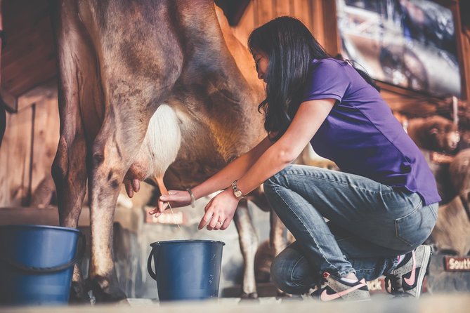Agrodome Farm Experience including Farm Show and Farm Tour - Rotorua - The Farm Show: Nineteen Breeds in One Hour