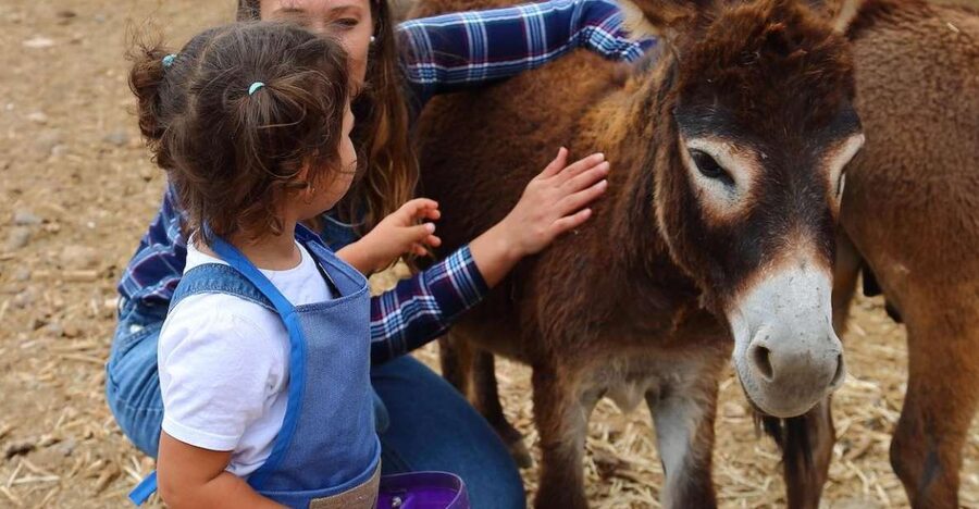 Agüimes : Be a farmer for the day at La Jaira de Ana - Meeting the rabbits, donkeys, chickens and goats