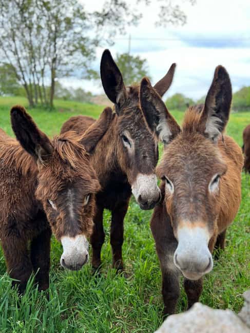 Alberobello: Guided e-bike tour + donkey farm visit - Key points at a glance