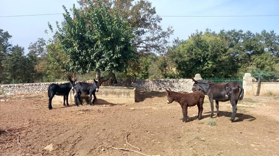 Alberobello: Guided e-bike tour + donkey farm visit - Meeting the donkeys on a working farm