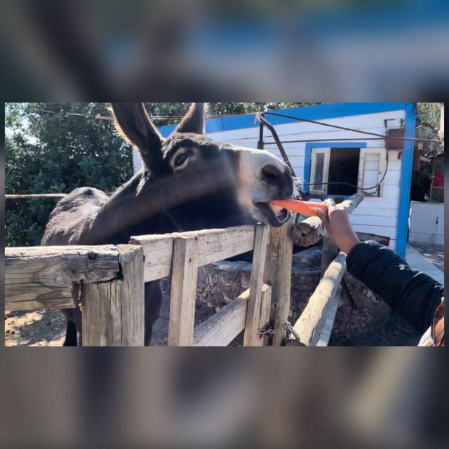 Albufeira Safari exploring villages, churches, castle & farm - Timing, comfort, and what to pack
