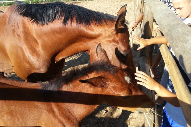 Alcamo Farm Animals and Aromatic Garden - A short evening at a working Sicilian farm