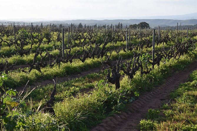 Algarve wine tour and farmer's lunch at wine estate - Who should book this wine tour?