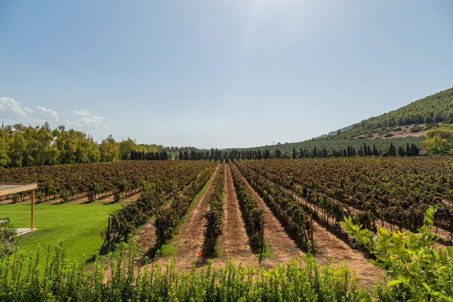 Alghero: Wine and Olive Oil Tasting at a Local Farm - The final pour is extra virgin olive oil