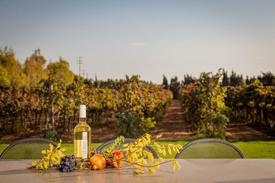 Alghero: Wine and Olive Oil Tasting at a Local Farm - Walk among the vines and olive trees
