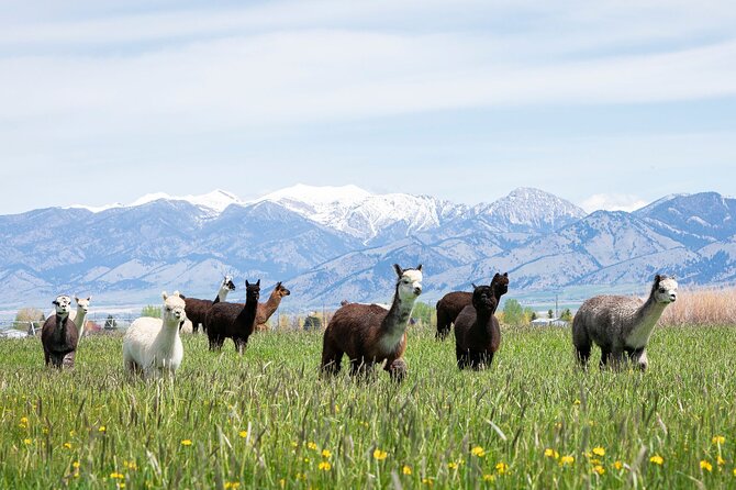 Alpaca and Llama Farm Tour - Key things to know before you go