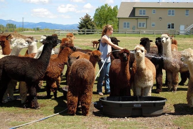 Alpaca and Llama Farm Tour - Meeting alpacas, llamas, and the farm family