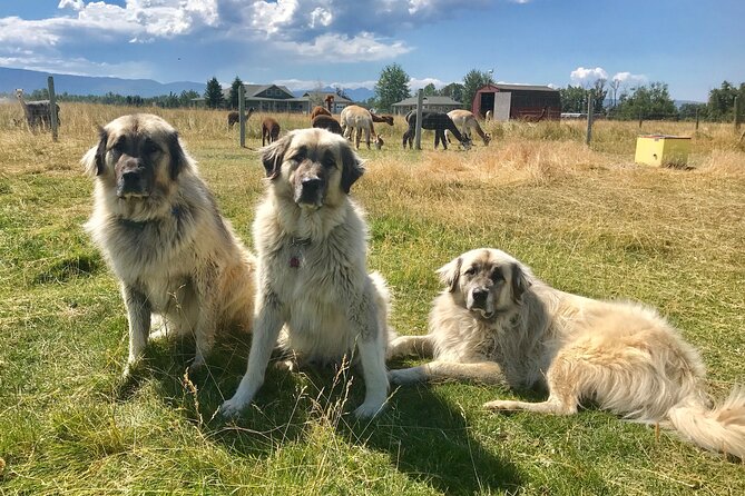 Alpaca and Llama Farm Tour - What the guides add to the hour
