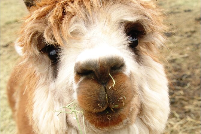 Alpaca and Llama Farm Tour - Photos, souvenirs, and the practical details