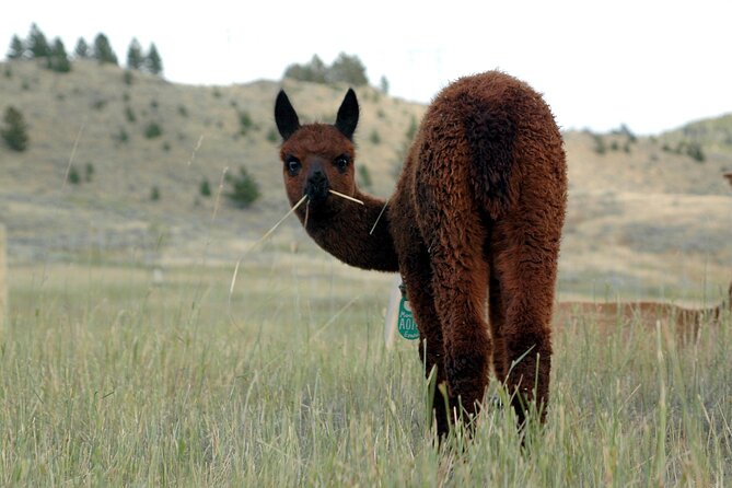 Alpaca and Llama Farm Tour - Access, children, and uneven farm ground
