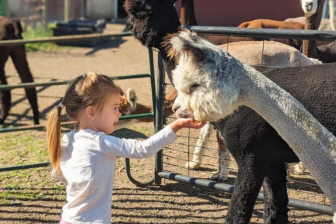 Alpaca and Llama Farm Tour - How much value do you get?