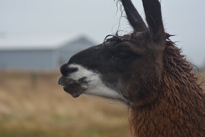 Alpaca and Llama Farm Tour - Cancellation and weather planning