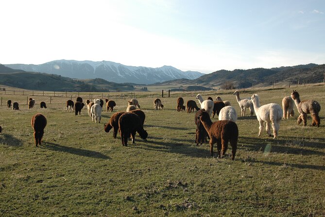 Alpaca and Llama Farm Tour - Feeding and walking your own alpaca