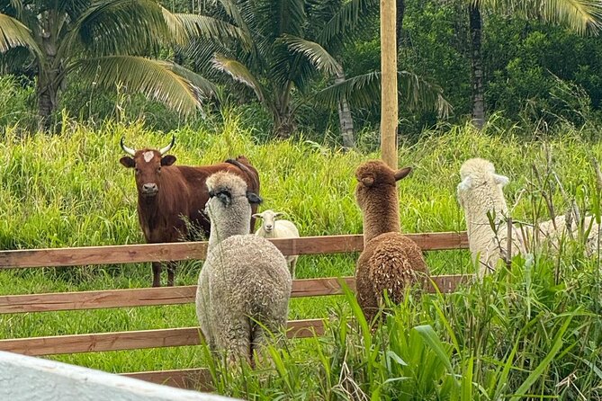Alpaca Farm Experience on the Road to Hana - Why the private format matters