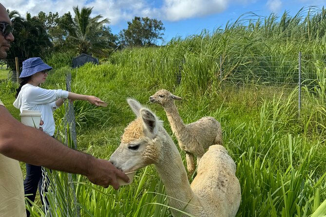 Alpaca Farm Experience on the Road to Hana - Is $49 a fair price for 30 minutes?