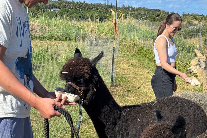 Alpaca Farm Experience on the Road to Hana - The weather and the risk of a missed appointment