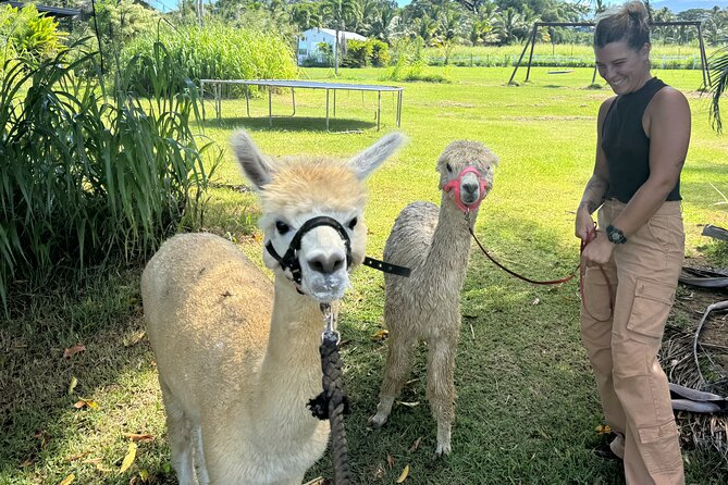 Alpaca Farm Experience on the Road to Hana - What happens during the 30-minute alpaca visit