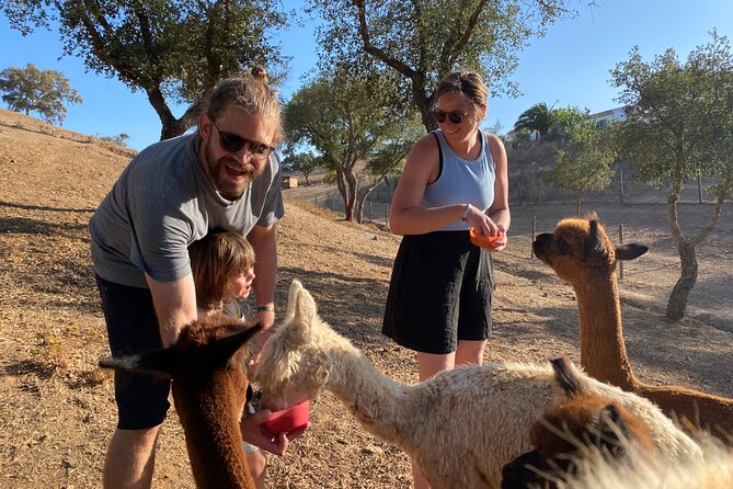 Alpaca Farm MamaAdama Meet & Feed - A gentle animal encounter in Grândola