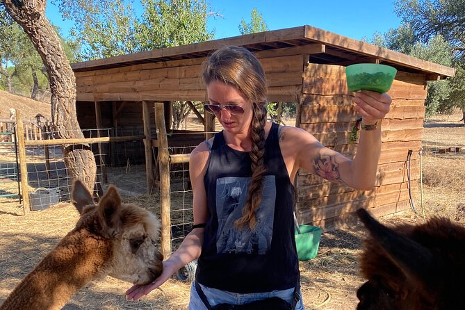 Alpaca Farm MamaAdama Meet & Feed - Getting to the farm and finding the right meeting point
