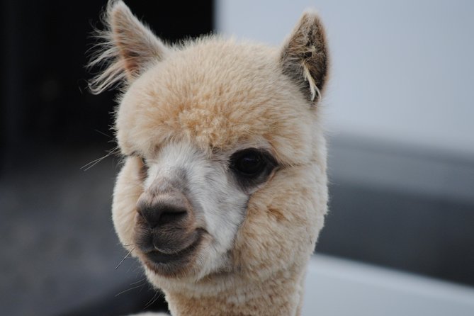 Alpaca Farm Tours with Toffeemont - Key points to know before you go
