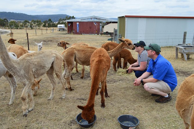 Alpaca Farm Tours with Toffeemont - Meeting the alpacas at Orielton