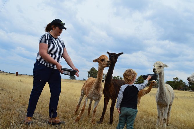 Alpaca Farm Tours with Toffeemont - Morning tea with homemade goodies