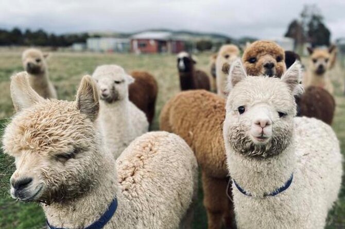 Alpaca Farm Tours with Toffeemont - A working farm, not just a photo stop