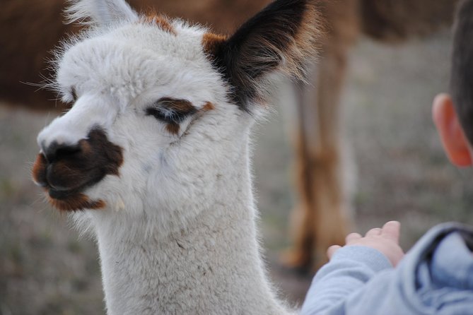 Alpaca Farm Tours with Toffeemont - Choosing among the three daily time slots