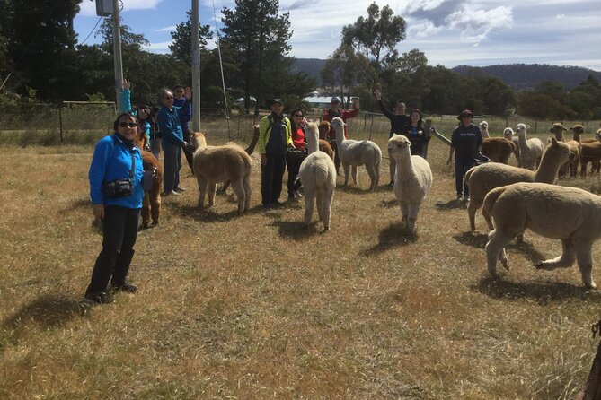 Alpaca Farm Tours with Toffeemont - Is the $39.45 price good value?