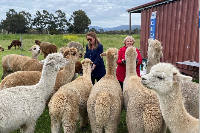 Alpaca Farm Tours with Toffeemont - Booking, cancellations, and weather plans
