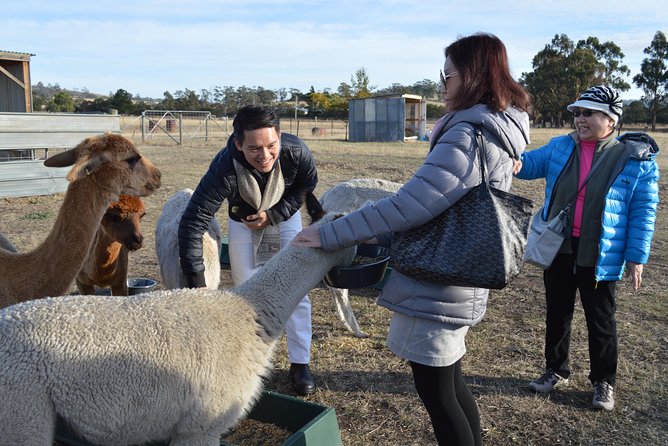 Alpaca Farm Tours with Toffeemont - What Janelle adds to the farm visit