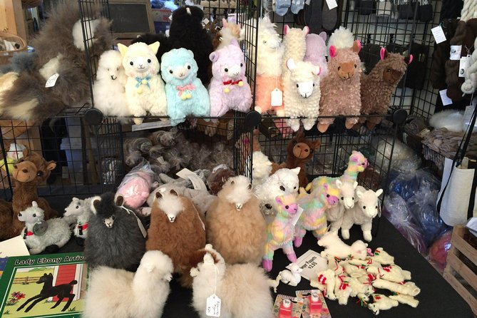 Alpaca Ranch and Fiber Processing Mill Tour - Meeting the alpacas at La Vida Alpaca