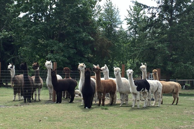 Alpaca Ranch and Fiber Processing Mill Tour - Finished goods in the alpaca boutique