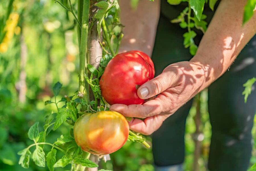 Amalfi Coast: Pizza & Mozzarella Class with Farmhouse visit - Terraced gardens, lemon trees, and local ingredients