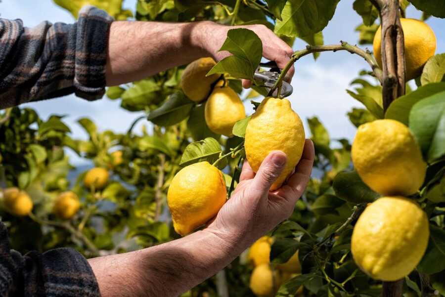 Amalfi: Cooking Class and Farmhouse Visit With Meal - Key points at a glance