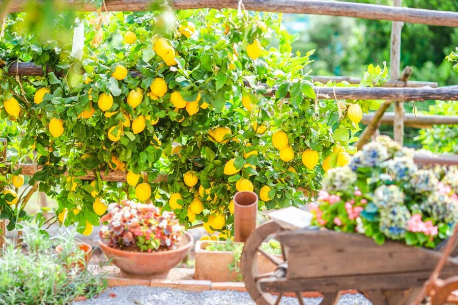 Amalfi: Cooking Class and Farmhouse Visit With Meal - FAQ