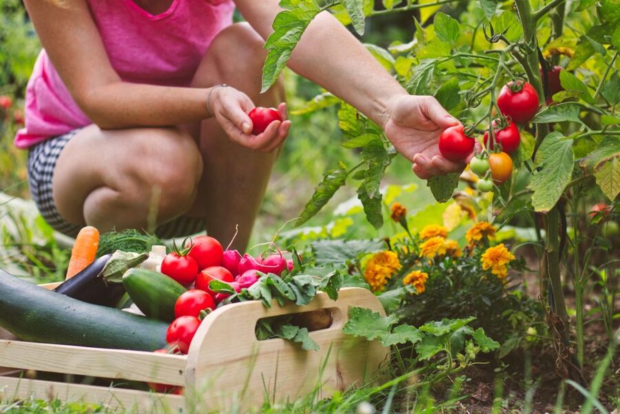 Amalfi: Cooking Class and Farmhouse Visit With Meal - Four courses, local wine, and a long table
