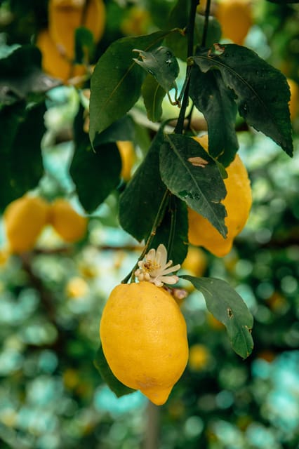 Amalfi: Vertical Lemon Farm Tour, Tastings, and Rural Museum - Key points to know before booking