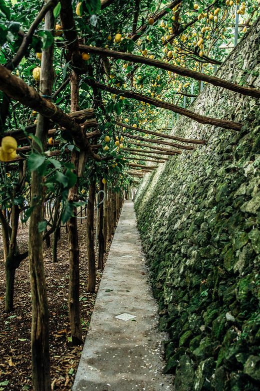 Amalfi: Vertical Lemon Farm Tour, Tastings, and Rural Museum - Meeting a family that still farms the old terraces