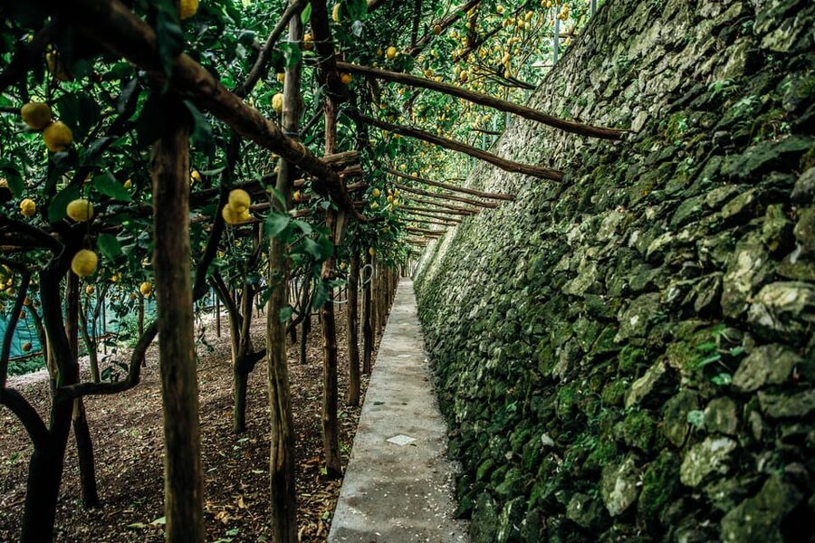 Amalfi: Vertical Lemon Farm Tour, Tastings, and Rural Museum - The rural museum and tools of the trade