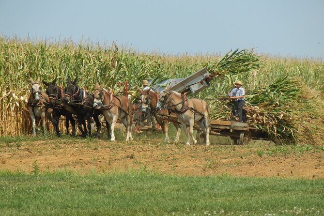 Amish Farmlands Tour - Starting in Bird in Hand