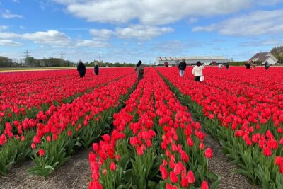 Day trip to Tulip Farm, Keukenhof + Windmill Cruise