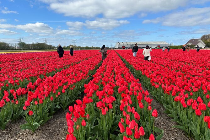 Amsterdam: Day trip to Tulip Farm, Keukenhof + Windmill Cruise - Tulperij farm with Daan and Anja